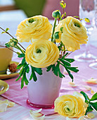 Ranunculus (Ranunkeln, gelb) in rosa Vase auf rosa Tischläufer