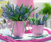 Muscari (grape hyacinth) bouquet in pink cups