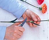 Cutting Dianthus (carnation) stems diagonally with a knife