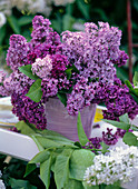 Syringa (lilac bouquet)