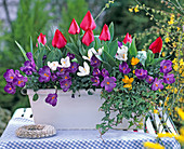 Plant white metal box with viola, ivy and spring onions