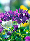Viola odorata (Duftveilchen)