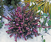 Erica carnea (Snow Heath), Galanthus (Snowdrop)