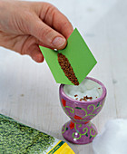 Cress sowing in lilac eggcup