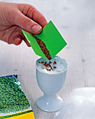 Cress sowing in tall white eggcups