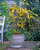 Jasminum nudiflorum (winter jasmine), Eranthis (winter aconite)