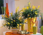 Cytisus x racemosus in tall yellow and wooden pot on the table