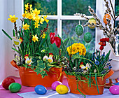 Jardinieren mit Narcissus 'Tete á Tete' (Narzissen), Hedera (Efeu), Tulipa