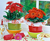 Gerbera in rot und orange, dekoriert mit Manschetten aus Geschenkpapier
