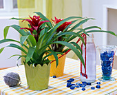 Holiday irrigation with wool threads Guzmania, water bottle, glass lenses