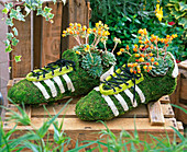 Football boots made of wire and moss, planted with Echeveria
