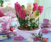 Hyacinthus planted in white bowl