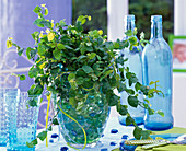 Ficus pumila in glass vase on the table, filled with glass lenses