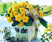 Primula belarina 'Butter Yellow' (primrose) in green pot