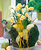 Osternest aus Draht und Moos, gefüllt mit Ostereiern und Narcissus 'Minnow'