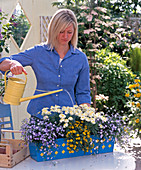 Plant blue metal box with daisies, Sanvitalia and Lobelia