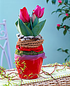 Tulipa 'Red Paradise' (tulip) in red pot
