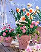 Narcissus 'Honkey' (Daffodil), Bellis (daisies)