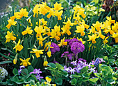 Narcissus 'Jetfire' (Narzissen), Primula denticulata (Kugelprimeln)