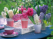 Hyacinthus in white, pink, blue in vases on blue table