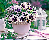 Bouquet of black and white viola wittrockiana in white vase