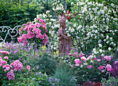 Pink 'Medley Pink' (bed rose, stem and bush), 'Mary Rose'