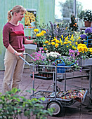 Young woman buying spring flowers in the garden center