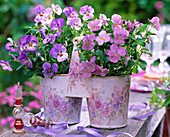 Viola cornuta (horn violet) in twin pot