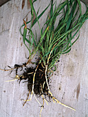 Elymus (couch grass) with roots on wooden table