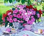 Impatiens New Guinea (busy lizzie) on the table
