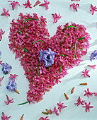 Hyacinthus (hyacinth) flowers heart on white paper