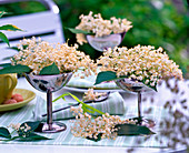 Sambucus flowers in footed silver bowls on the table