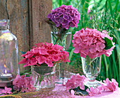 Hydrangea flowers, rose, pink and purple, in glasses