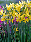 Narcissus 'Hawera' (Triandrus-Narzissen)
