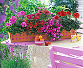 Plant orange metal box with geraniums and magic bells