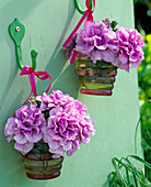 Lila gefüllte Petunia (Petunia) in Ringelgläsern in die Wand gehängt