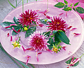 Dahlia (cactus dahlia) flowers, pink with white tips