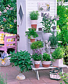 Etagere with herbs at the device house