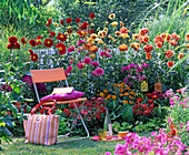Dahlia bed in red, orange and pink, dahlia, zinnia