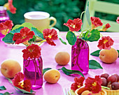 Red flowers of Tropaeolum in small purple glass bottles