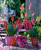 Gladiolus (Gladiolen), Petunia (pinke Petunie)
