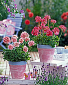 Pelargonium Summer Twist 'Rose', 'Salmon pink'
