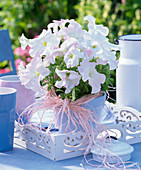 Petunia shellfish-white in light blue painted clay pot