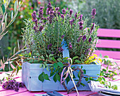 Lavandula 'Hidcote Blue' (lavender) in a blue chip basket