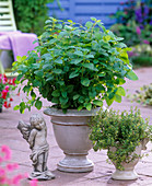 Herbs in white ceramic pots