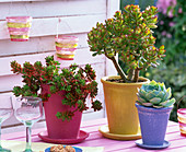 Succulents in painted clay pots