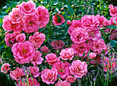 Rose 'Medley Soft Pink' (patio rose by Noack)