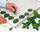 Dry herbs, whole leaves of Mentha (peppermint)