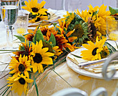 Helianthus (sunflower) flowers garland on the table