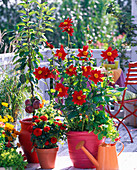 Dahlia 'Feuerrad' und rote Pompondahlie, Säulenapfel